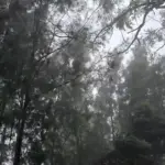 Lush green forest canopy of the Western Ghats enveloped in mist, showing dense native tree cover threatened by mechanized clearance.
