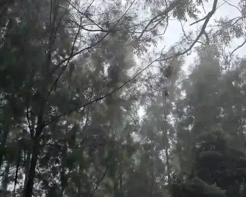 Lush green forest canopy of the Western Ghats enveloped in mist, showing dense native tree cover threatened by mechanized clearance.