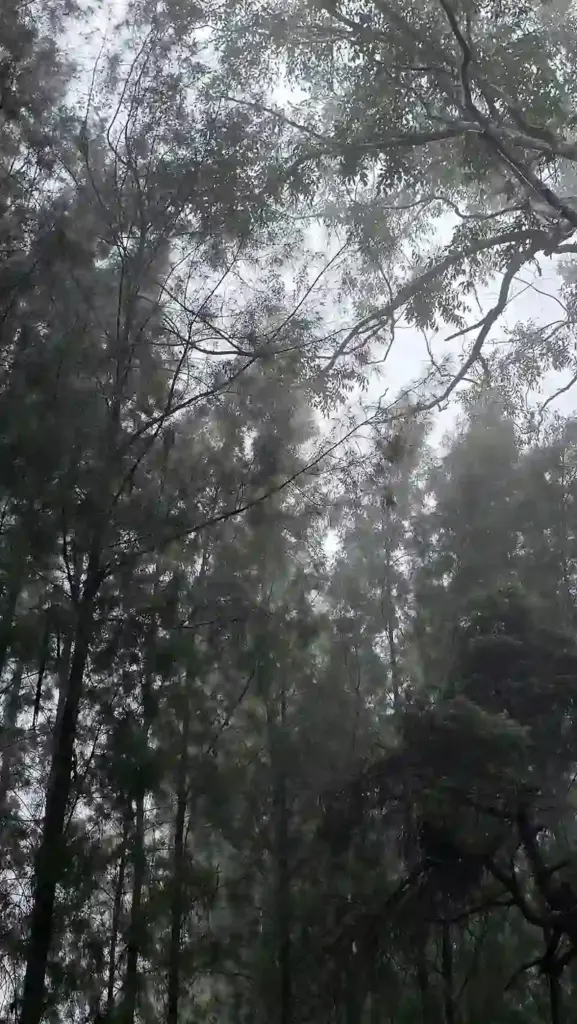 Lush green forest canopy of the Western Ghats enveloped in mist, showing dense native tree cover threatened by mechanized clearance.