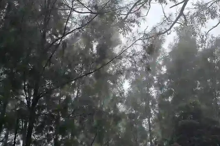 Lush green forest canopy of the Western Ghats enveloped in mist, showing dense native tree cover threatened by mechanized clearance.