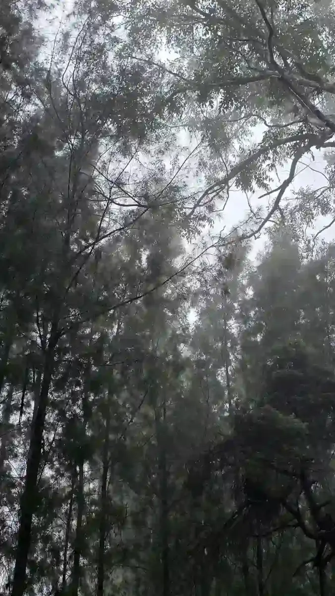 Lush green forest canopy of the Western Ghats enveloped in mist, showing dense native tree cover threatened by mechanized clearance.