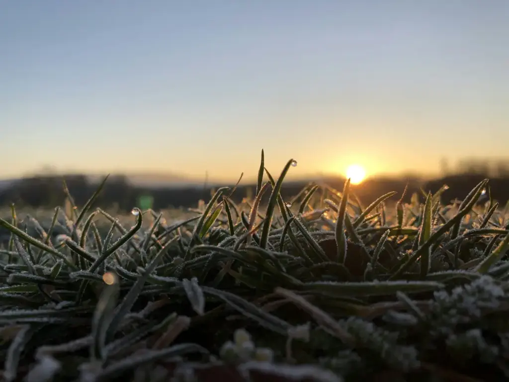 Grass covered with frost in warm early-morning light