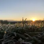 Grass covered with frost in warm early-morning light