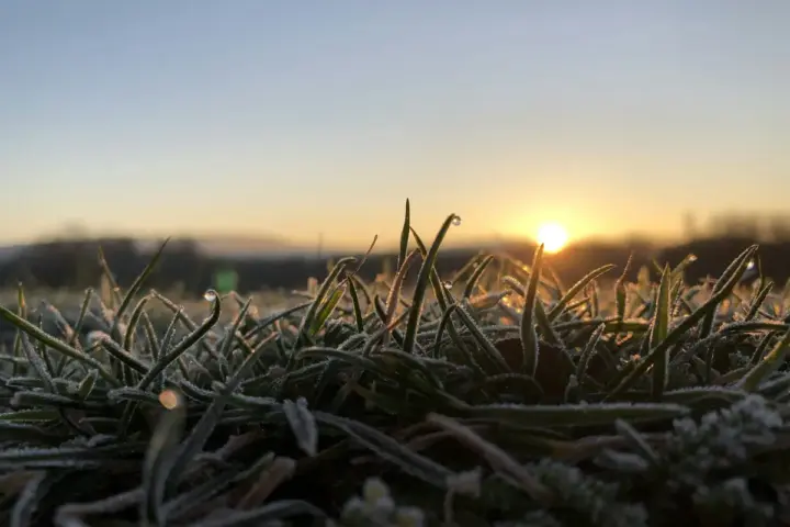 Grass covered with frost in warm early-morning light