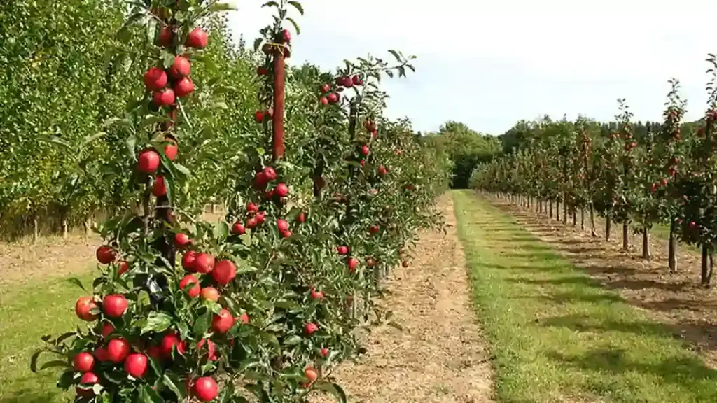 Young fruit trees growing in an orchard