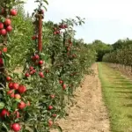 Young fruit trees growing in an orchard
