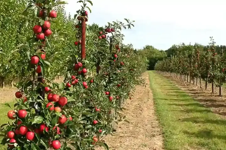 Young fruit trees growing in an orchard