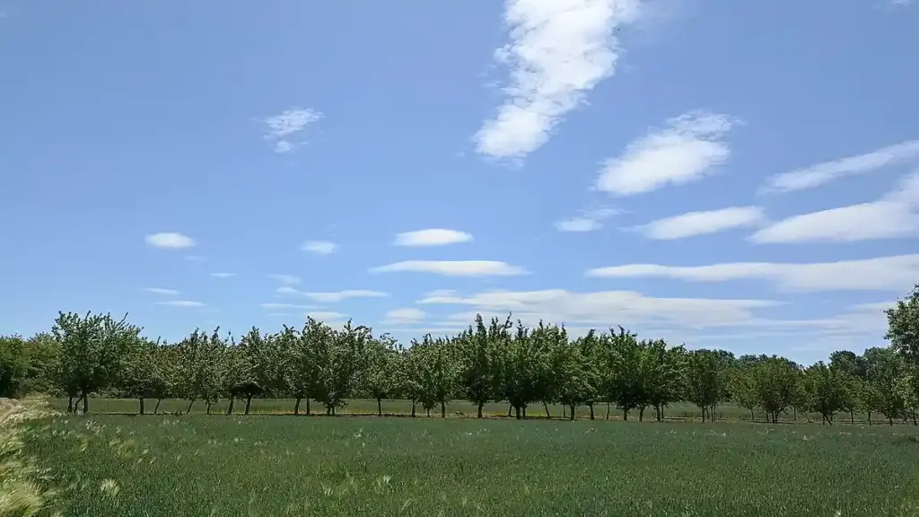 Apple trees growing in an orchard