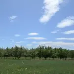 Apple trees growing in an orchard