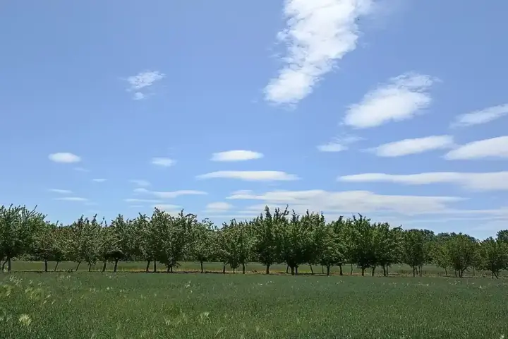 Apple trees growing in an orchard