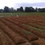 Ginger plant growing above ground