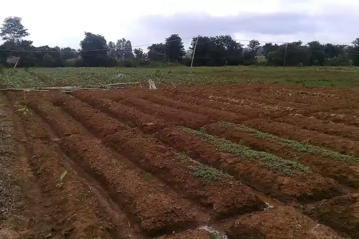Ginger plant growing above ground