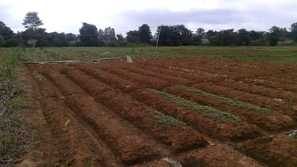 Ginger plant growing above ground