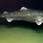 A large adult Greenland shark swimming in cold deep ocean waters during an offshore scientific survey.