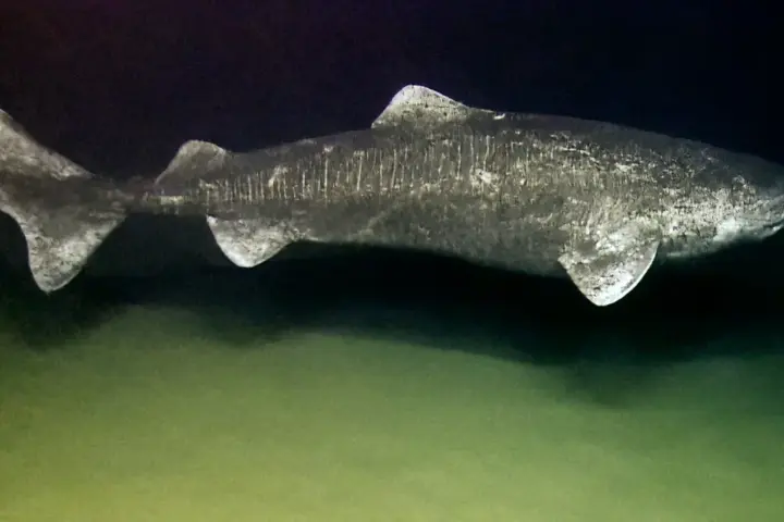 A large adult Greenland shark swimming in cold deep ocean waters during an offshore scientific survey.