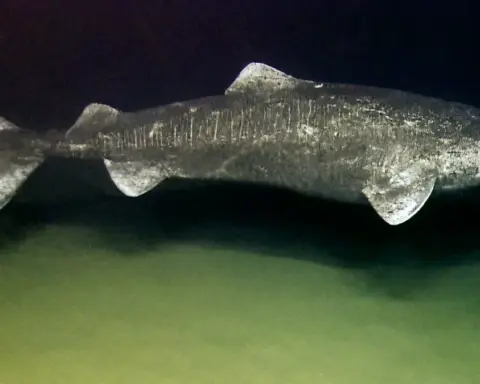 A large adult Greenland shark swimming in cold deep ocean waters during an offshore scientific survey.