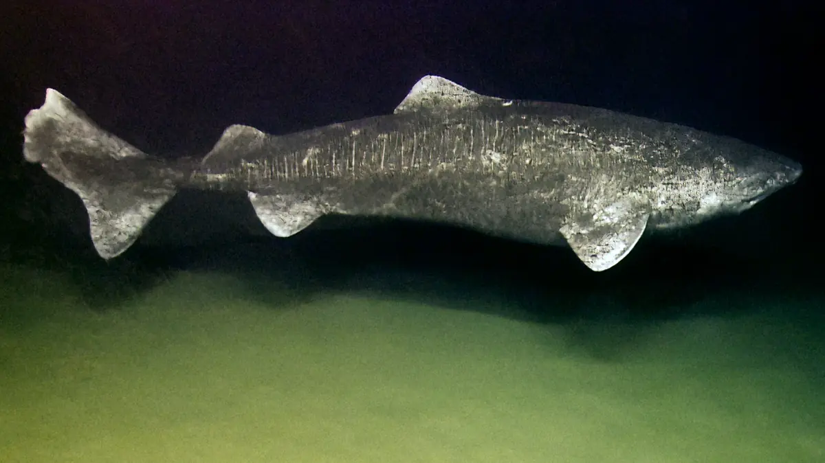 A large adult Greenland shark swimming in cold deep ocean waters during an offshore scientific survey.