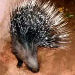 Indian crested porcupine (Hystrix indica)