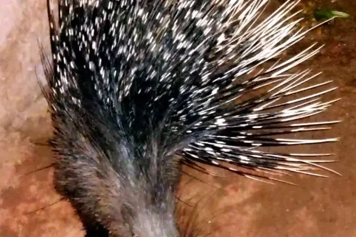 Indian crested porcupine (Hystrix indica)