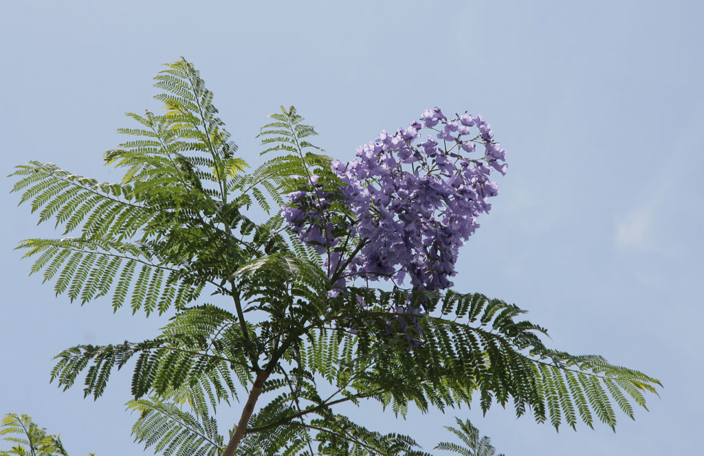Jacaranda mimosifolia tree with purple flowers