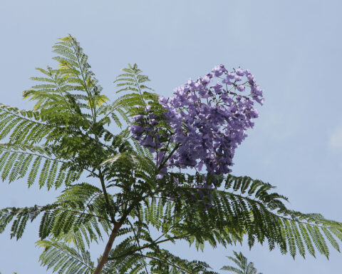 Jacaranda mimosifolia tree with purple flowers