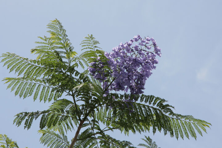 Jacaranda mimosifolia tree with purple flowers