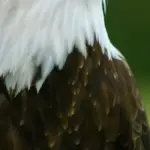 A bald eagle photographed in profile, illustrating the species involved in the Big Bear wildlife case.