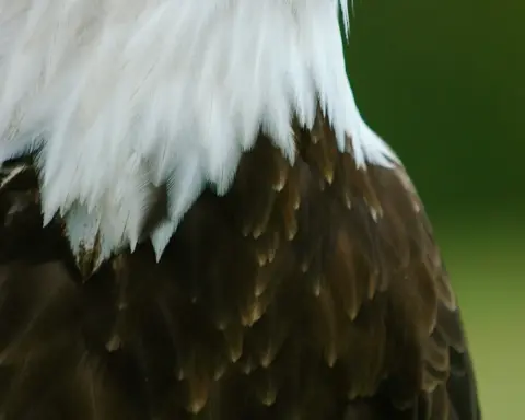 A bald eagle photographed in profile, illustrating the species involved in the Big Bear wildlife case.