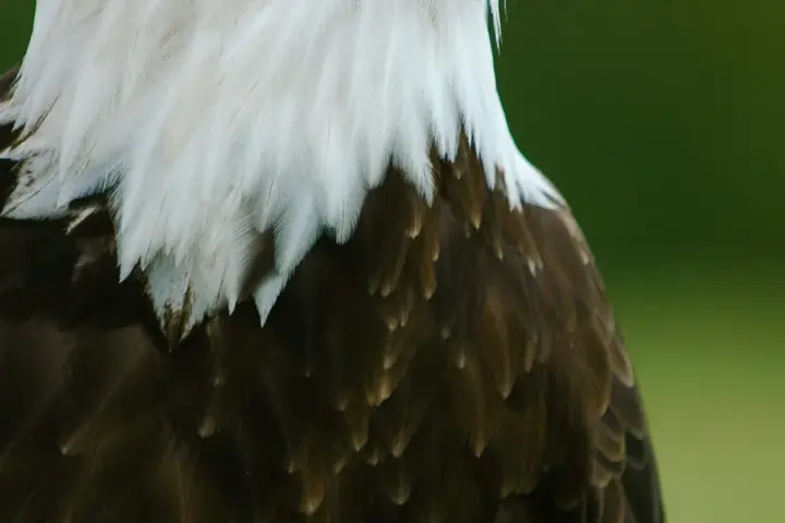 A bald eagle photographed in profile, illustrating the species involved in the Big Bear wildlife case.
