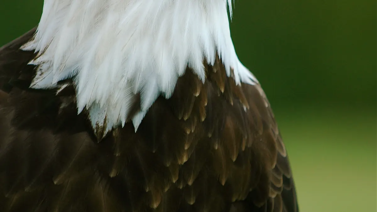 A bald eagle photographed in profile, illustrating the species involved in the Big Bear wildlife case.