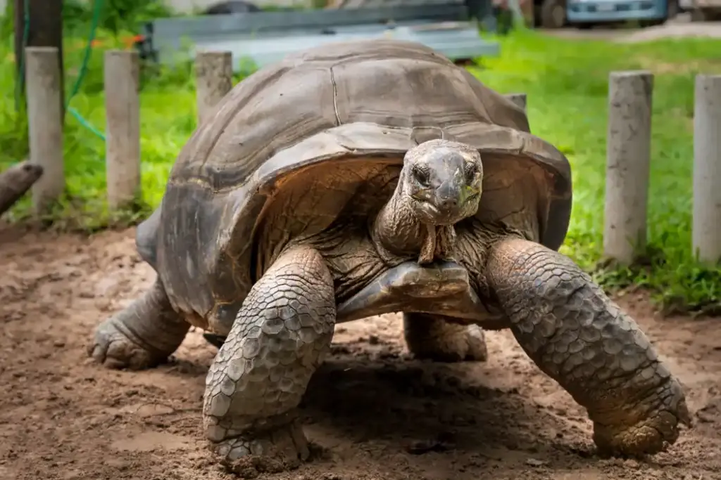 An Aldabra giant tortoise, the species of Jonathan