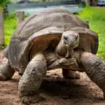 An Aldabra giant tortoise, the species of Jonathan