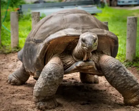 An Aldabra giant tortoise, the species of Jonathan