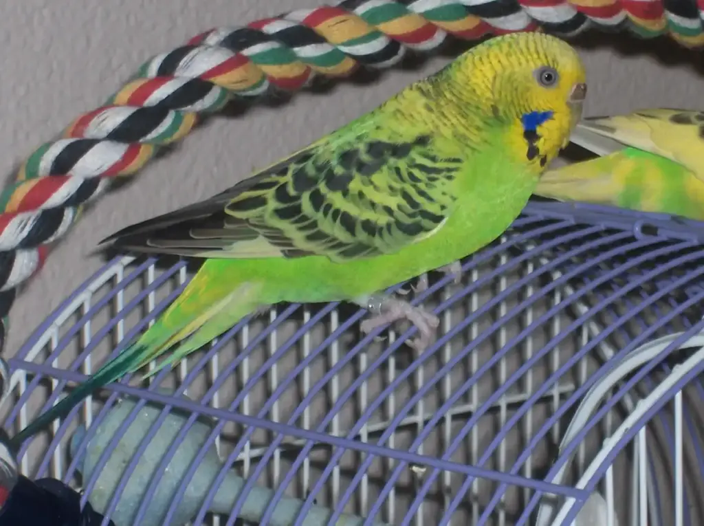 A green and yellow budgerigar perched on the bars of a bird cage.