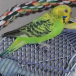 A green and yellow budgerigar perched on the bars of a bird cage.