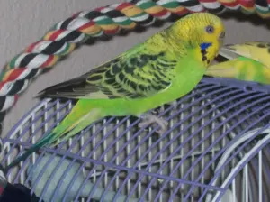 A green and yellow budgerigar perched on the bars of a bird cage.