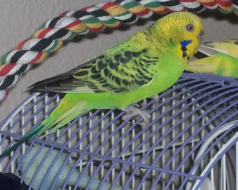 A green and yellow budgerigar perched on the bars of a bird cage.