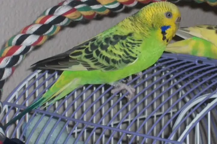 A green and yellow budgerigar perched on the bars of a bird cage.