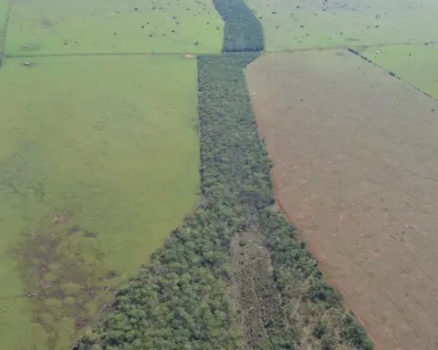 Forest corridor landscape in Pontal do Paranapanema, Brazil