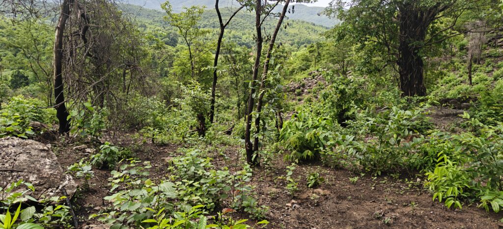 Secondary forest in the Sahyadri range, northern Western Ghats, Maharashtra