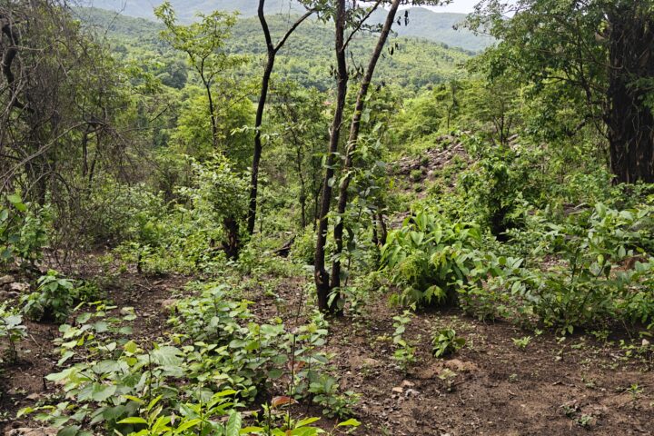 Secondary forest in the Sahyadri range, northern Western Ghats, Maharashtra