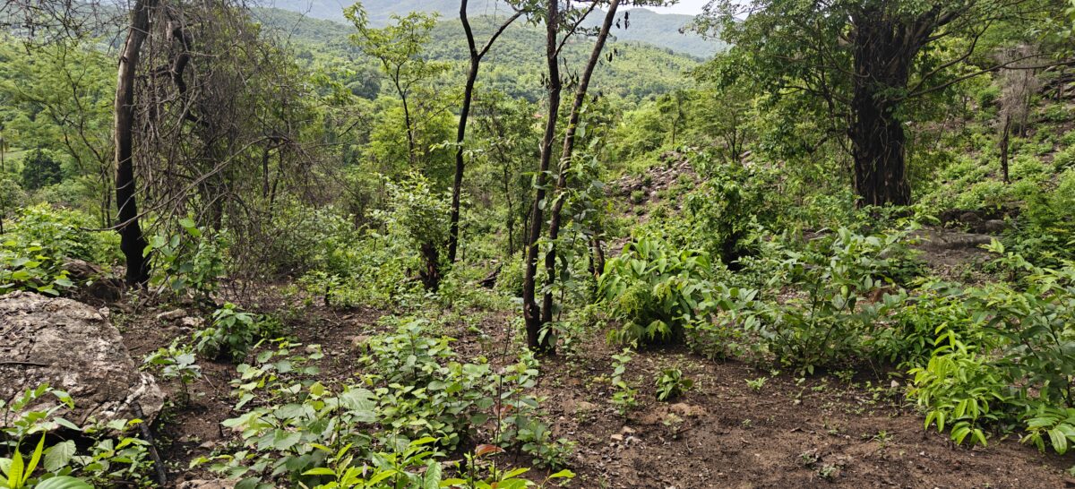 Secondary forest in the Sahyadri range, northern Western Ghats, Maharashtra