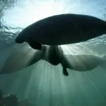 Florida manatee swimming underwater