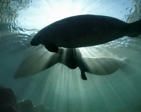 Florida manatee swimming underwater