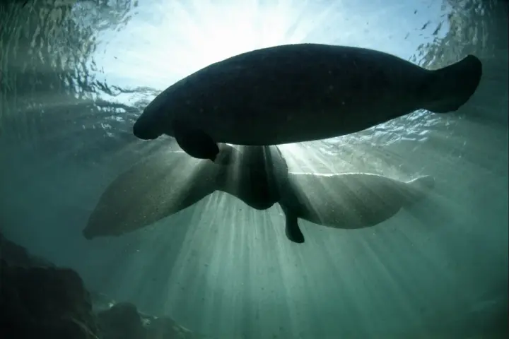 Florida manatee swimming underwater