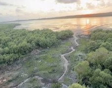 Aerial view of mangrove wetland at Turzen Point