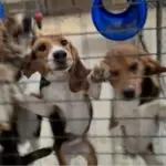 Several beagle-type dogs standing behind metal mesh enclosures in an image supplied by Camp Beagle.