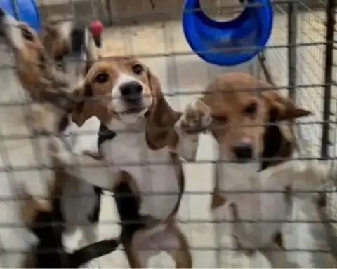 Several beagle-type dogs standing behind metal mesh enclosures in an image supplied by Camp Beagle.
