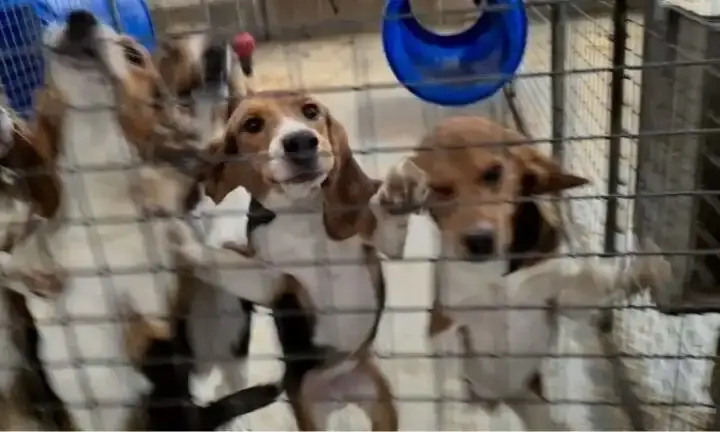 Several beagle-type dogs standing behind metal mesh enclosures in an image supplied by Camp Beagle.