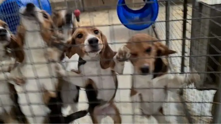 Several beagle-type dogs standing behind metal mesh enclosures in an image supplied by Camp Beagle.